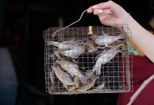 Várias aves silvestres dentro de uma gaiola de arame segurada por uma mão.