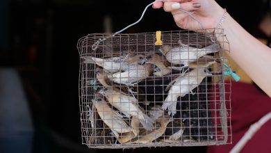 Várias aves silvestres dentro de uma gaiola de arame segurada por uma mão.
