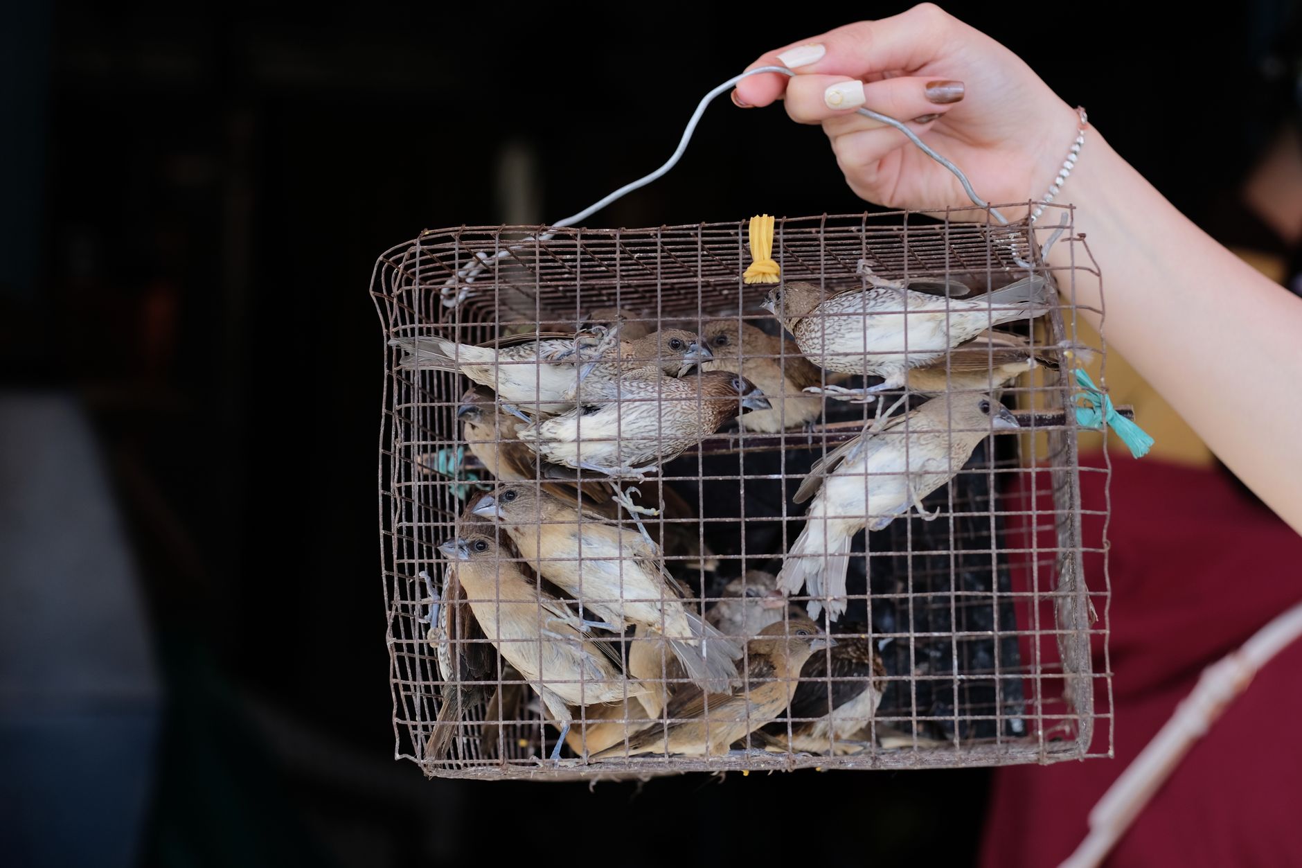 Várias aves silvestres dentro de uma gaiola de arame segurada por uma mão.